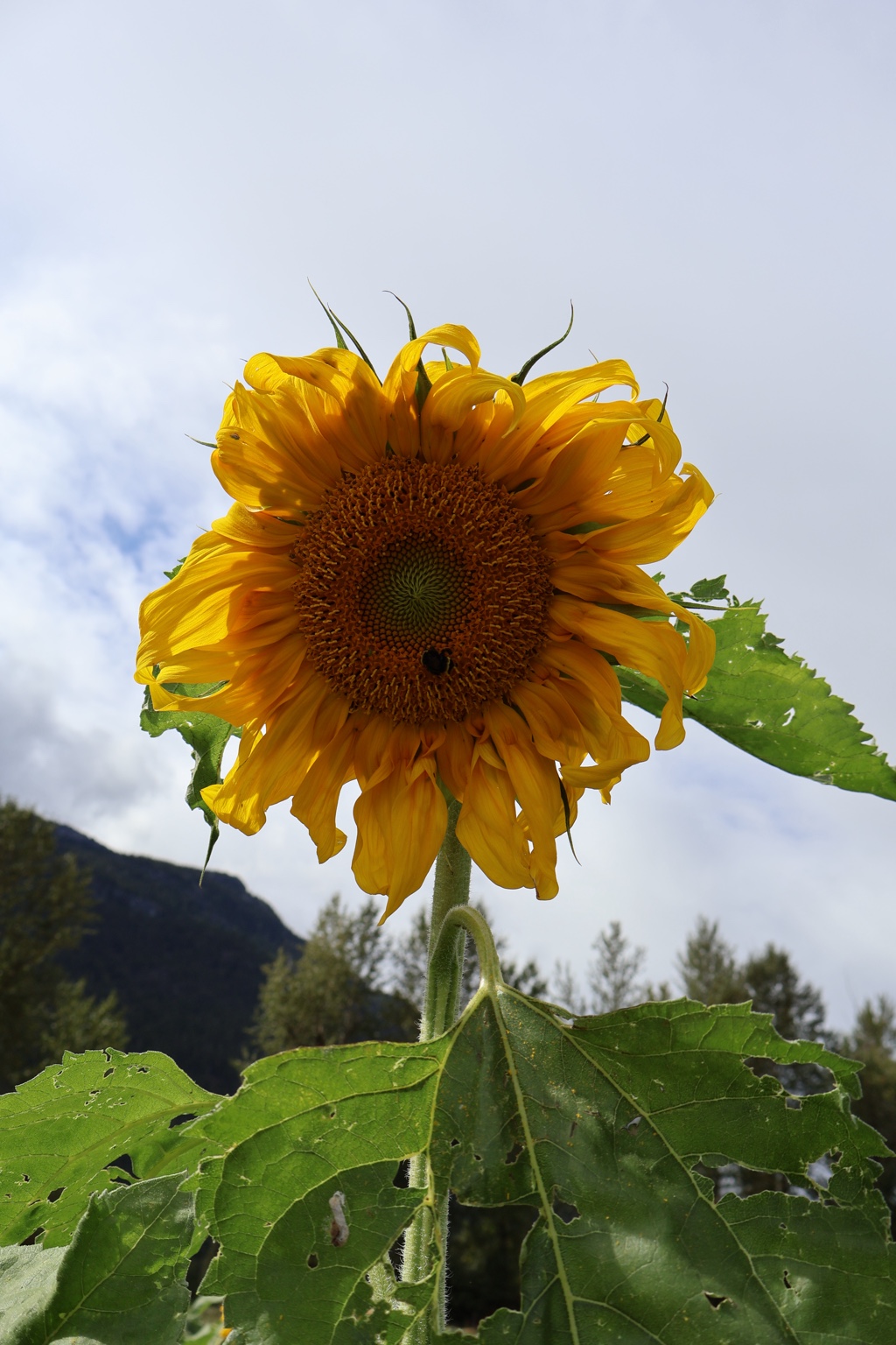 A wind-tousled sunflower beneath a cloudy mountain sky